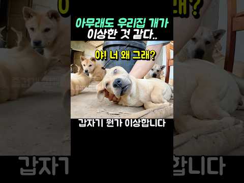 아무래도 우리 집 개가 이상한 것 같다..