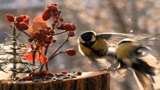 A Winters Tale David Essex