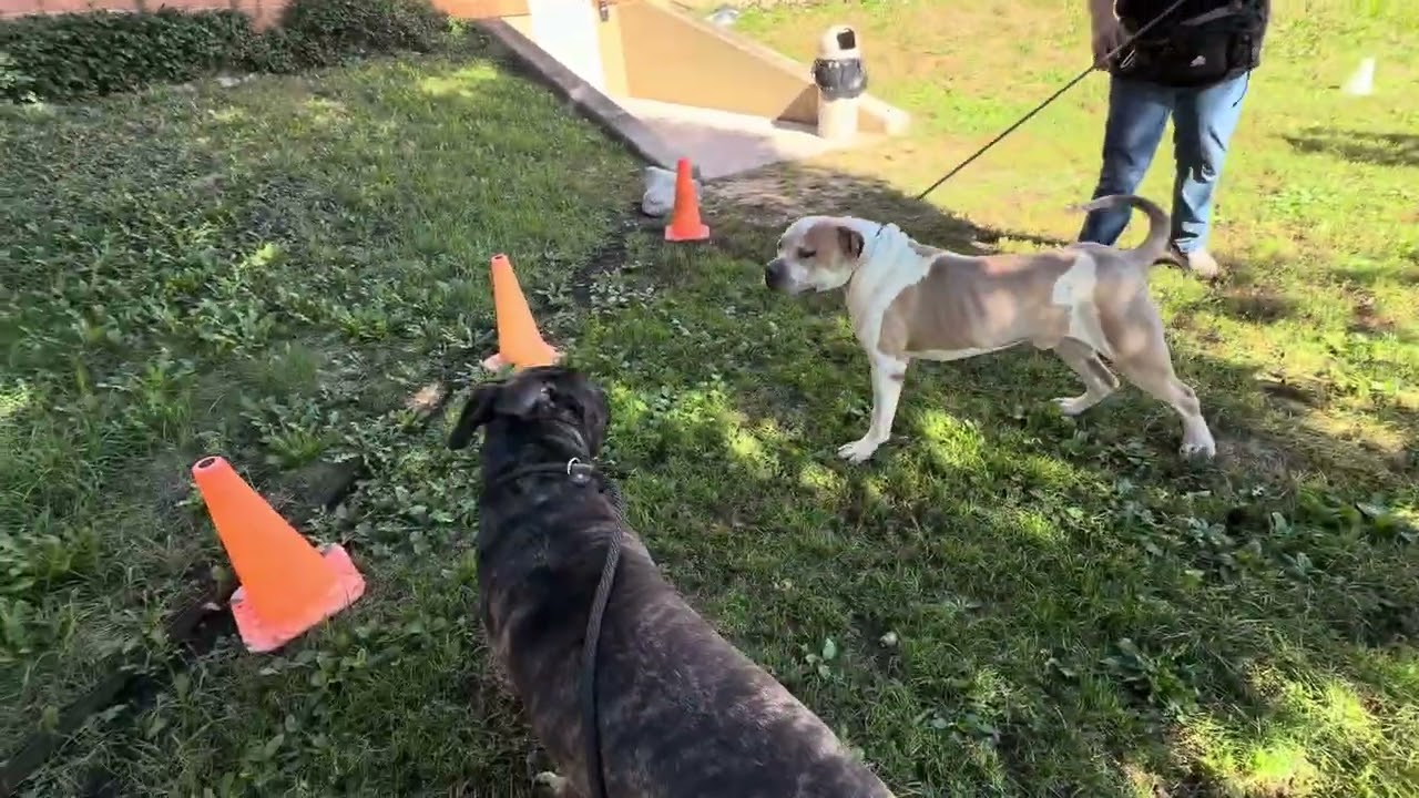 Poppy's Leash Test