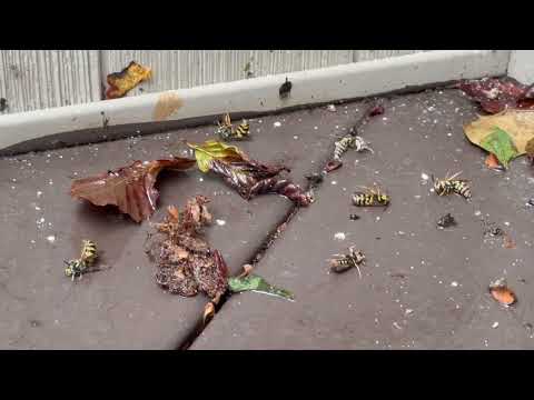 Yellow Jackets Expiring in Titusville, NJ