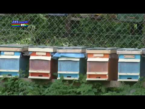 Jurnal Muscel TV 30 07 2018 - depunere cereri apia apicultori -  razvan grigore