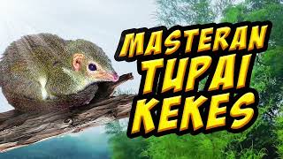 Download lagu masteran tembakan tupai kekes / clurut / bajing tanah joss utk burung lomba / video pohon bambu mp3