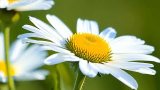 Whispered Echoes - Piano Relaxing