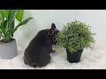 French Bulldog dogs for sale: Earl - Video 1