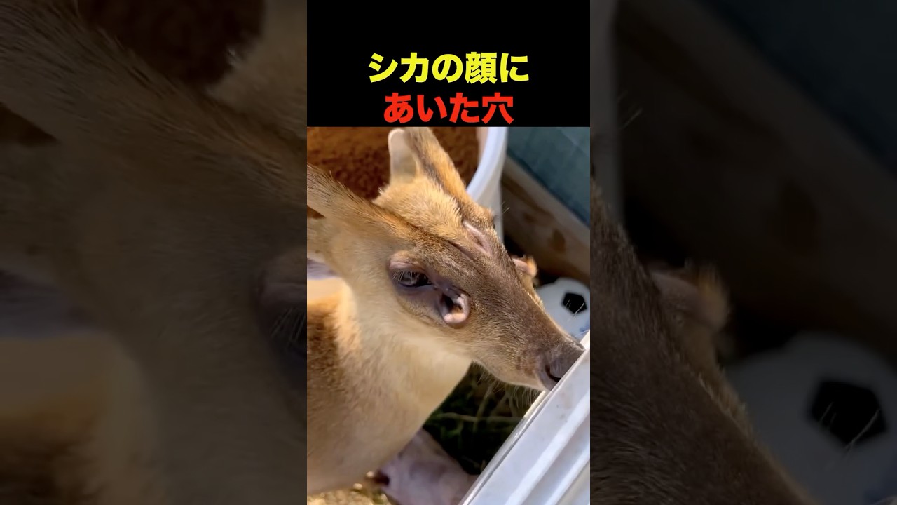 シカの顔にあいた穴