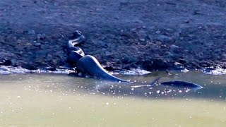 Isso foi filmado na Savana africana! inacreditável!