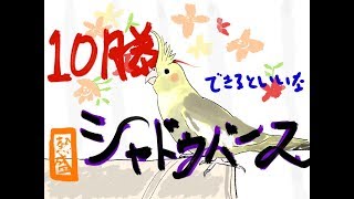 【シャドウバース】ガラのシャドバ・ルムマ予約制