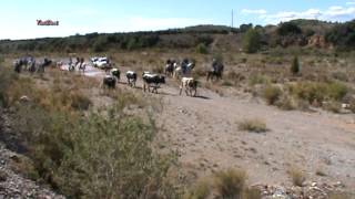 preview picture of video 'II Trashumancia Ciudad de Lliria 2012'