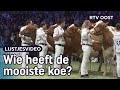 Spiegeltje, spiegeltje in de wei: 5 veekeuringen op 'n rij | RTV Oost