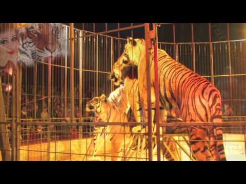 Tiger Queen Carmen Zander und ihre fünf Königstiger