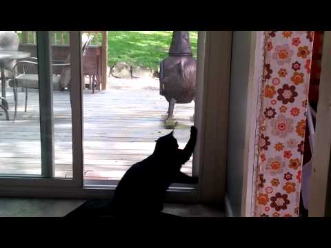 Cat opening sliding screen door