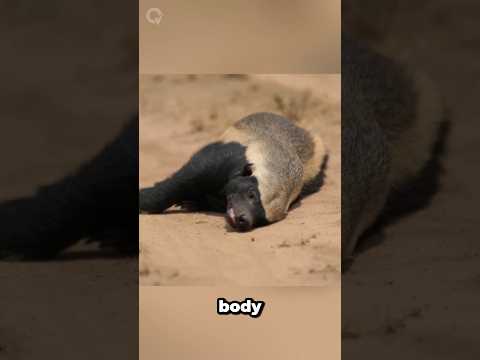 The HeartBreaking Journey of a Haney Badger 🦡