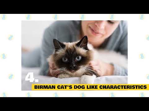 Birman Cats 101   Fun Facts | cats | Facts