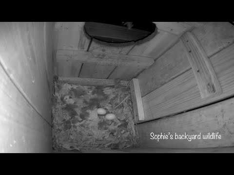Barred owl nest with sound - Highlights, March11-13 2021