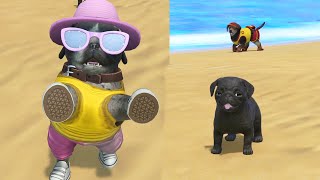 Pug Puppies Take Over Puppy Island