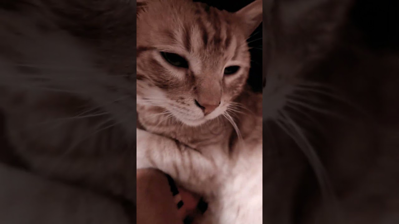 Enlarge Sunny, a ADOPTABLE mixed breed in san francisco, CA video 6/6