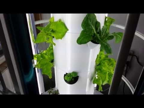 Our Tower Garden (Week 3)