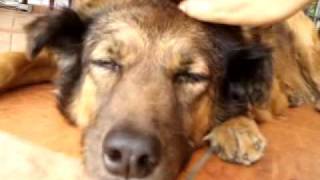 Bye Bye Lucky- Final Video before saying goodbye