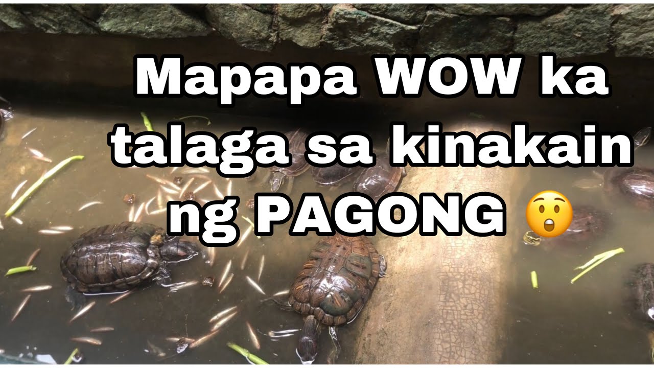 Putar video Ano ang mga kinakain ng pagong⁉️ sekarang Ano ang mga kinakain ng pagong⁉️