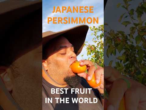 Japanese Persimmon! Best Fruit in the World!
