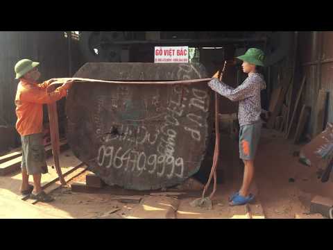Xẻ cây gỗ Đinh Hương kính 1.7m , dài 3m  - Gỗ Việt Bắc