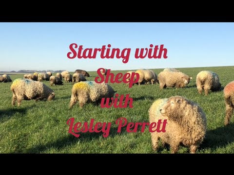 Starting with Sheep - What Land You Need