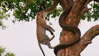 Worst Nightmare Animal Moment Caught on Camera