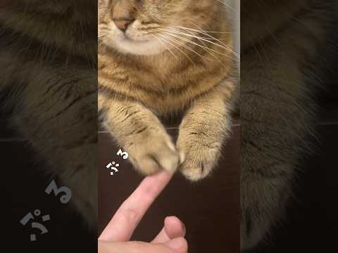 【猫動画】1日に50回は観たくなる動画　#shorts