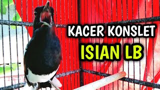 Download lagu KACER GACOR KONSLET ISIAN LB BIKIN KACERMU PANAS EMOSI !! PANCINGAN KACER GACOR FULL ISIAN LB. mp3 Download lagu KACER GACOR KONSLET ISIAN LB BIKIN KACERMU PANAS EMOSI !! PANCINGAN KACER GACOR FULL ISIAN LB. mp3
