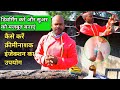 Deworming Pig Suwar Me Dewarming Kaise Karen सूअर में क्रीमीनाशक �