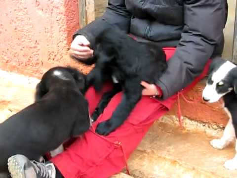 KAZSHELTER  Ebony, andere Welpen & die arme Fotini:-)   MVI_2796.avi