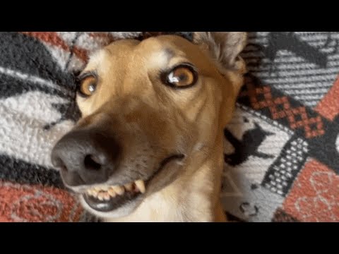Unwanted greyhound keeps grinning after adoption