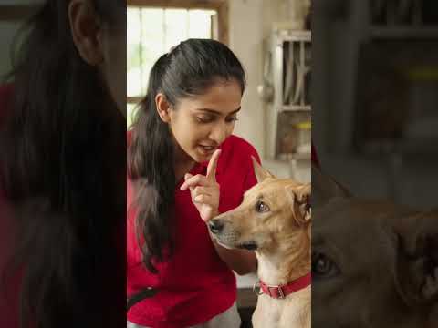 #dogshorts #lifeisbutadream #dogloveryoutubechannel #pets