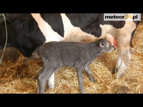 Gospodarstwo Agroturystyczne Konny Raj - Batorz meteor24.pl