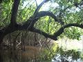 Mysterieuse mangrove - C'est pas sorcier