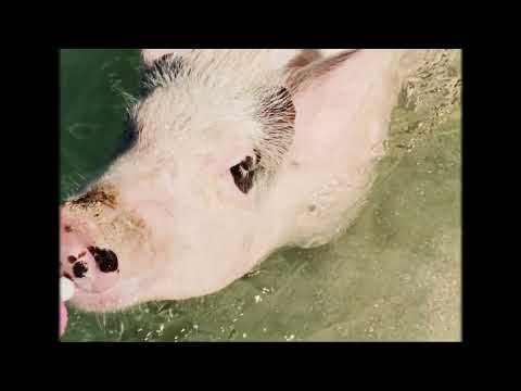 PIGS PARADISE