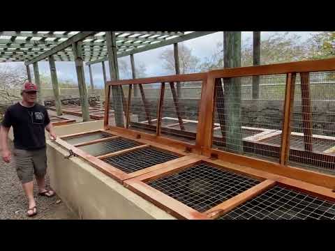 Tortoise rescue center in San Cristobal
