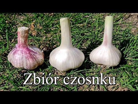 , title : 'Czosnek - zbiór - porównanie metod uprawy'