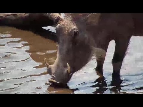 Djuma: Warthogs - 09/13/19