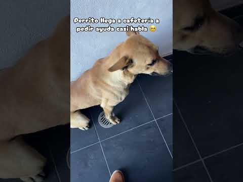 ayudando a perrito ayudando a perrito ayudando a perrito ayudando perrito ayudando a perrito