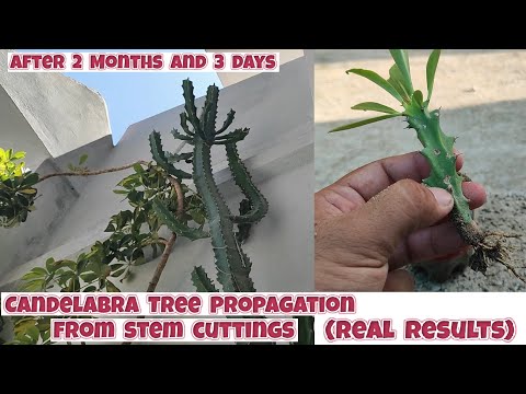 How to grow candelabra tree plant from stem cuttings | naboom tree propagation from stem cuttings