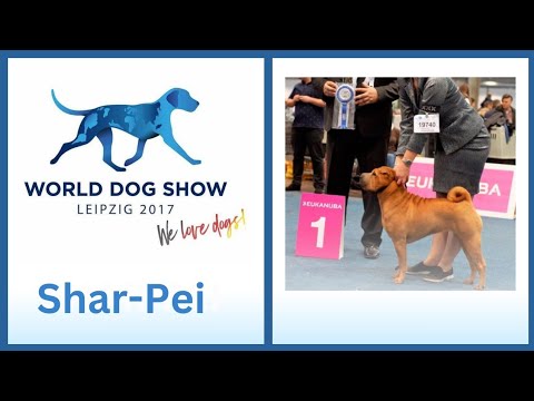 Chinese Shar-Pei: breed judging at World Dog Show 2017 in Leipzig, Germany