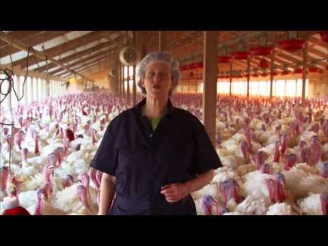 Video Tour of a Turkey Farm and Processing Plant Featuring Temple Grandin