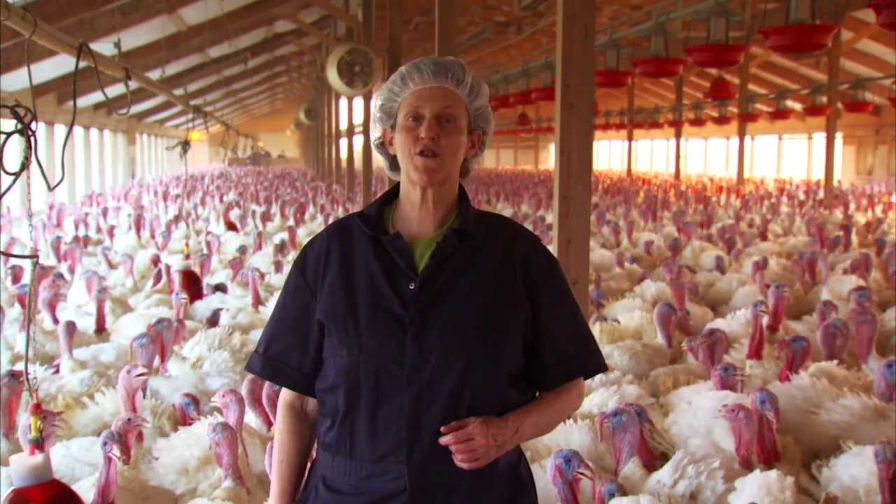 Video Tour of a Turkey Farm and Processing Plant Featuring Temple Grandin