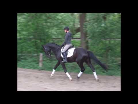 DUMBLEDORE 3j. v. Danciano - Soliman de Hus VB 10.000,- Euro