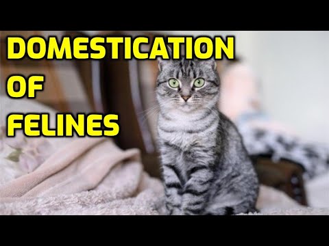 How Did Cats Become Domesticated?