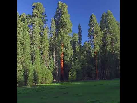 コーストセコイア 植物