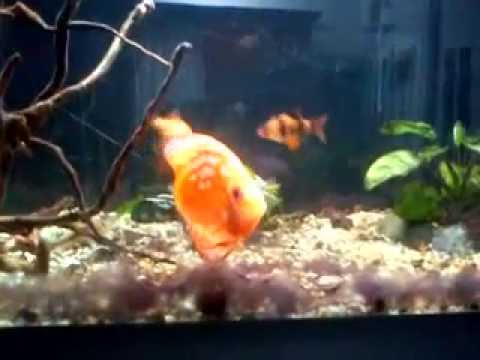Aquarium 60l  with discus and tiger fish