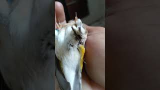 Download lagu PERBEDAAN JANTAN DAN BETINA BLAKEN mp3 Download lagu PERBEDAAN JANTAN DAN BETINA BLAKEN mp3