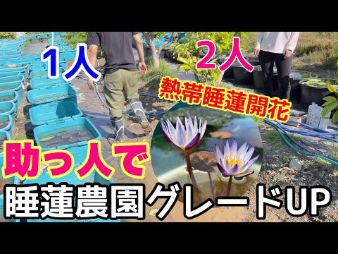 スイレンの家族